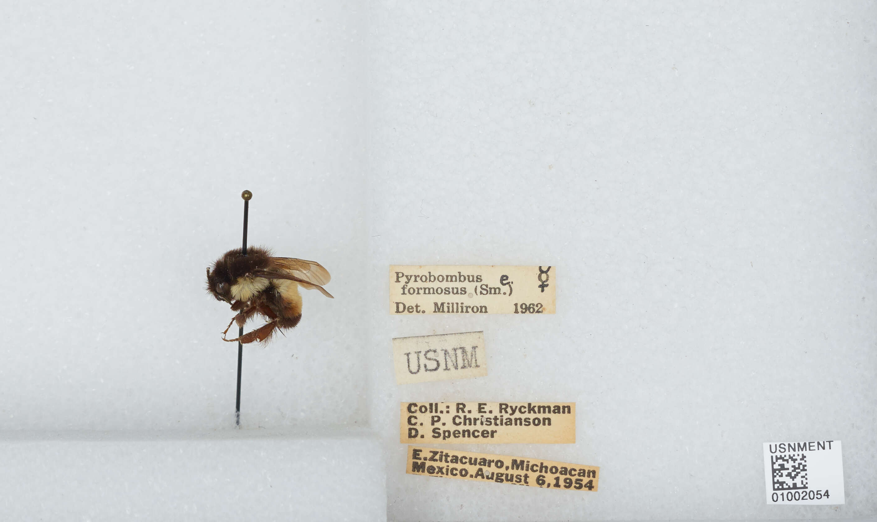 Image of Bombus ephippiatus Say 1837