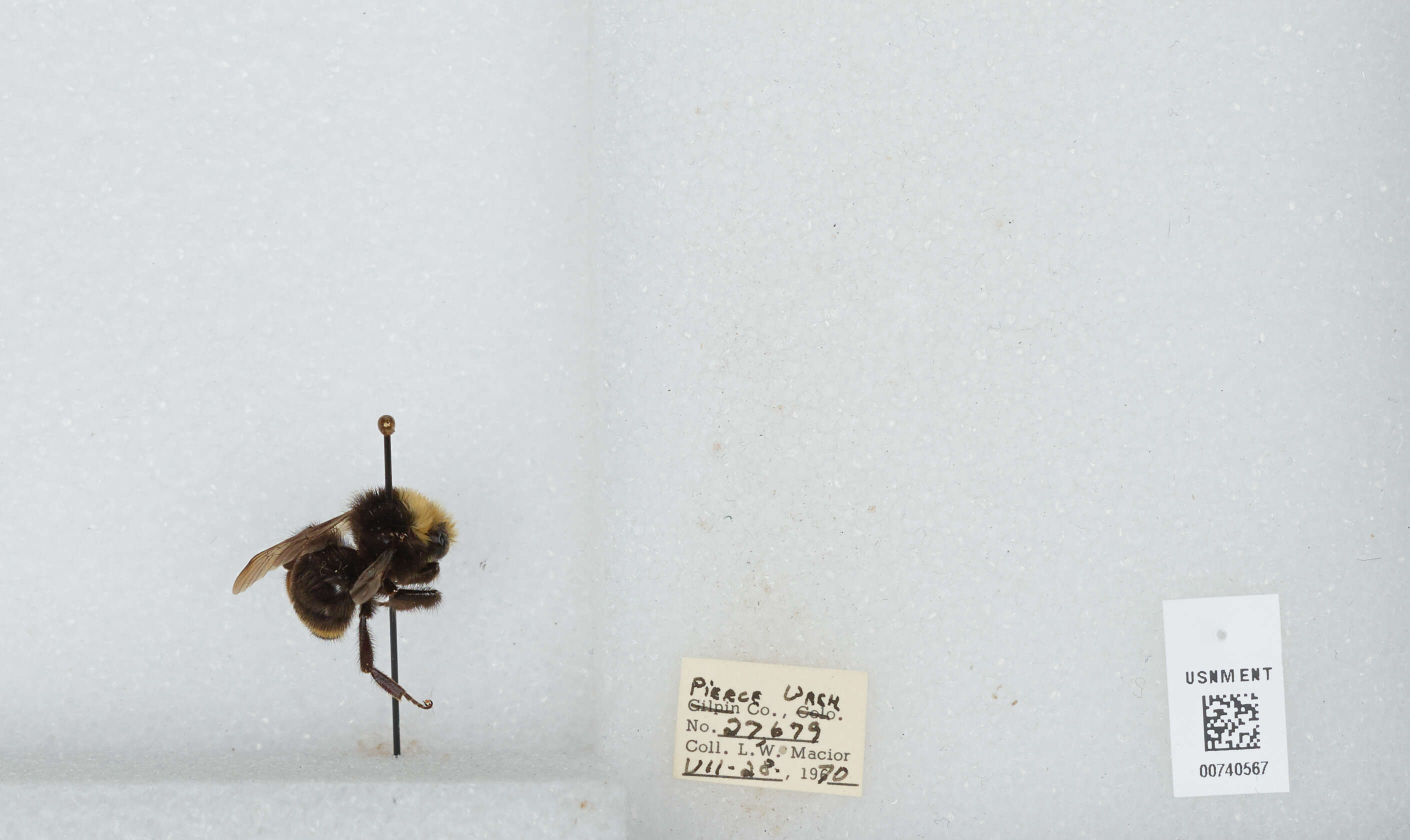 Image of Vosnesensky Bumble Bee