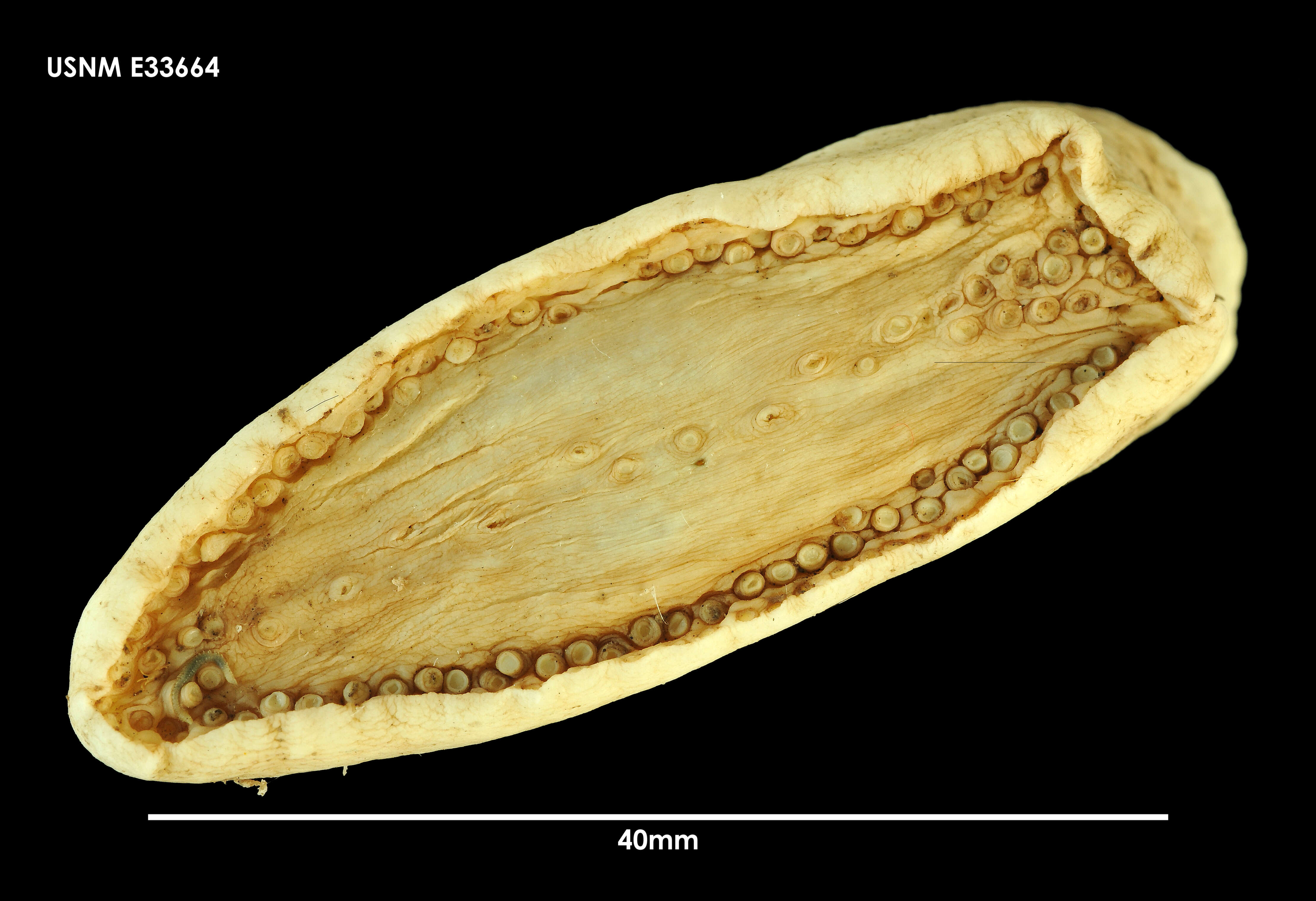 Image of Echinopsolus koehleri (Vaney 1914)