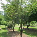 Imagem de Carpinus turczaninowii