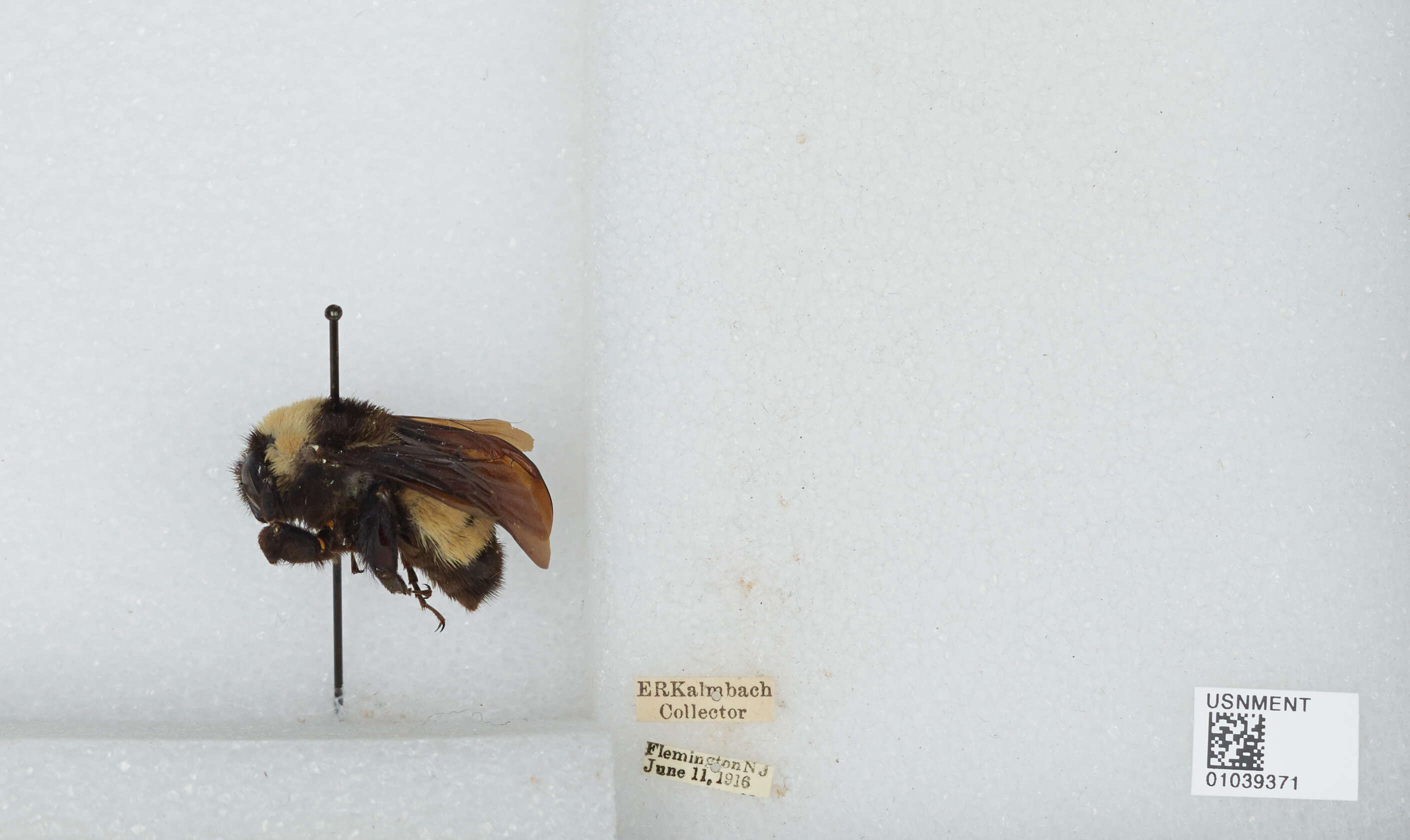 Image of American Bumblebee