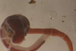Image of Lineus Sowerby 1806