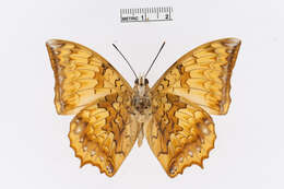 Charaxes kahruba resmi