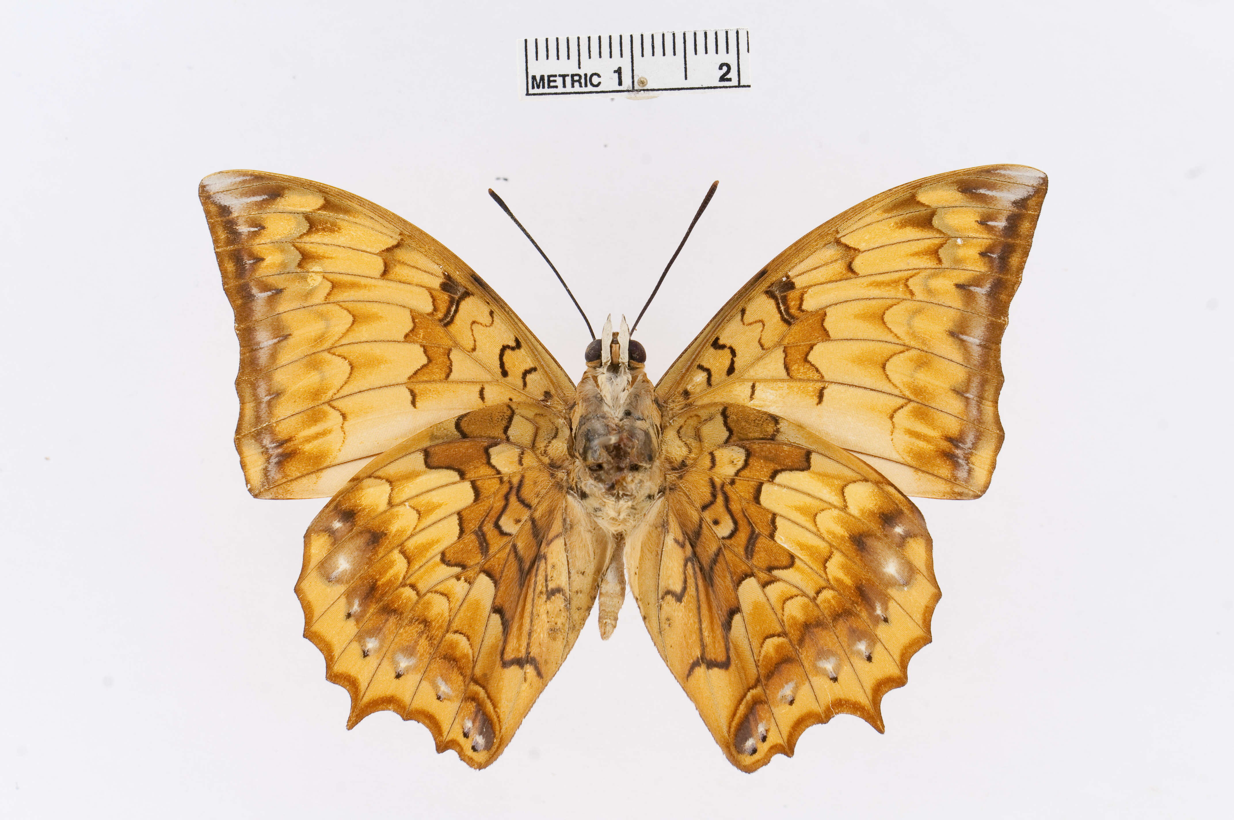 Charaxes kahruba resmi