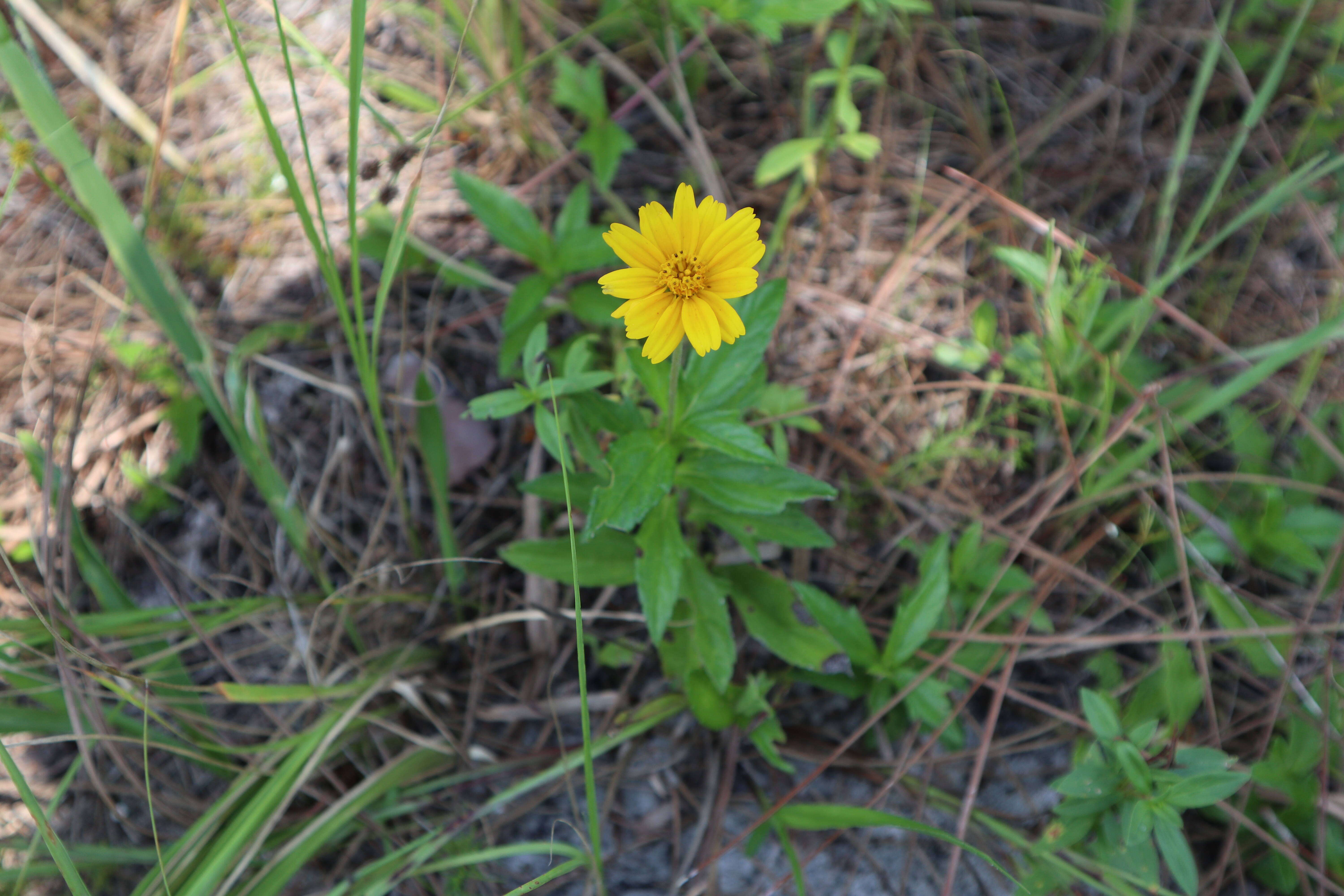 Image of Bay Biscayne creeping-oxeye