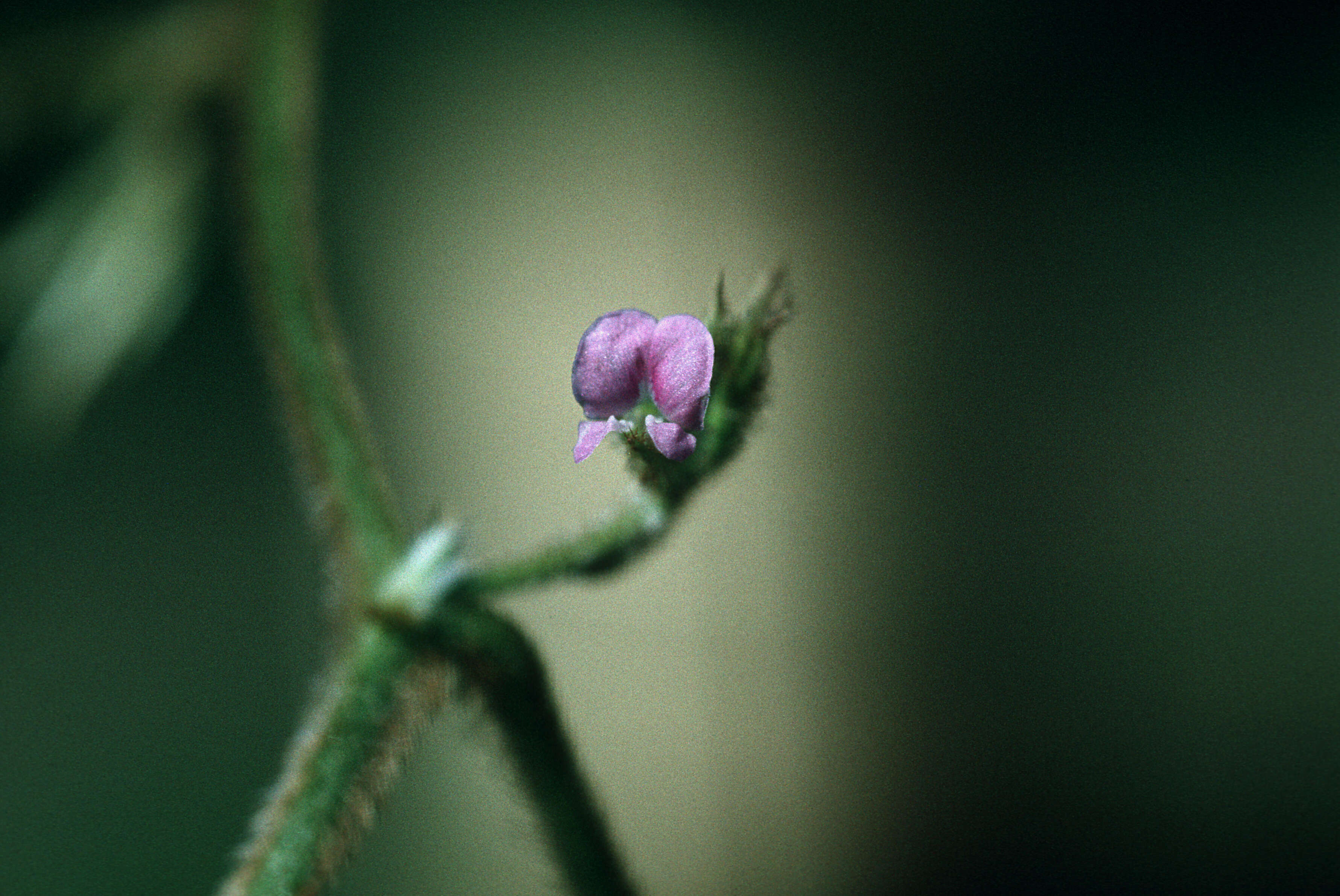 Plancia ëd Teramnus uncinatus (L.) Sw.