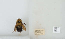 صورة Bombus bimaculatus Cresson 1864