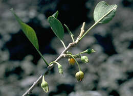 Image of broadleaf aiea