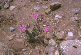 Image of Santa Fe phlox