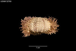 Image of Strongylocentrotus pulchellus A. Agassiz & H. L. Clark 1907