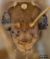 Image of Camponotus macilentus vulcanalis Wheeler 1919