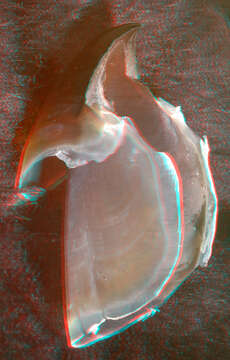 Image of Neoteuthis Naef 1921