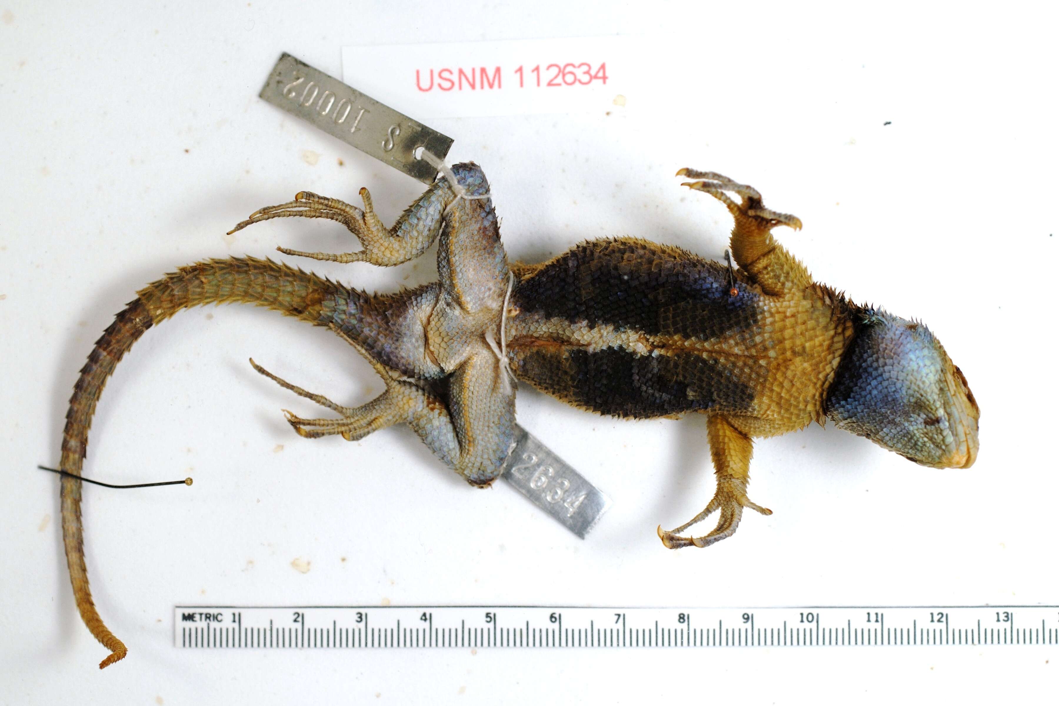 Image of Stejneger's Blackcollar Spiny Lizard