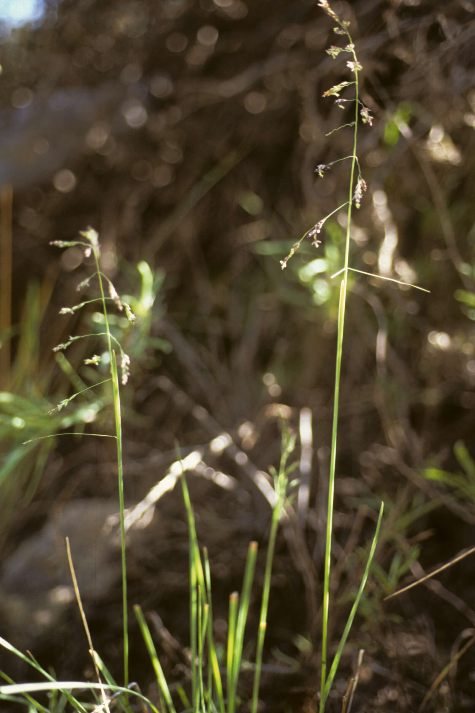 Image of Poa androgyna Hack.