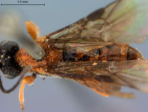 صورة Crassomicrodus apicipennis Muesebeck 1927