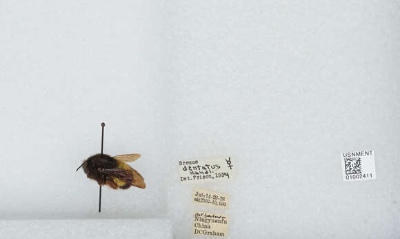 Image of Bombus breviceps Smith 1852