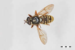 Image of Sphecomyia pattonii Williston 1882