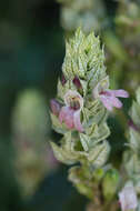 Image of squirrel's tail