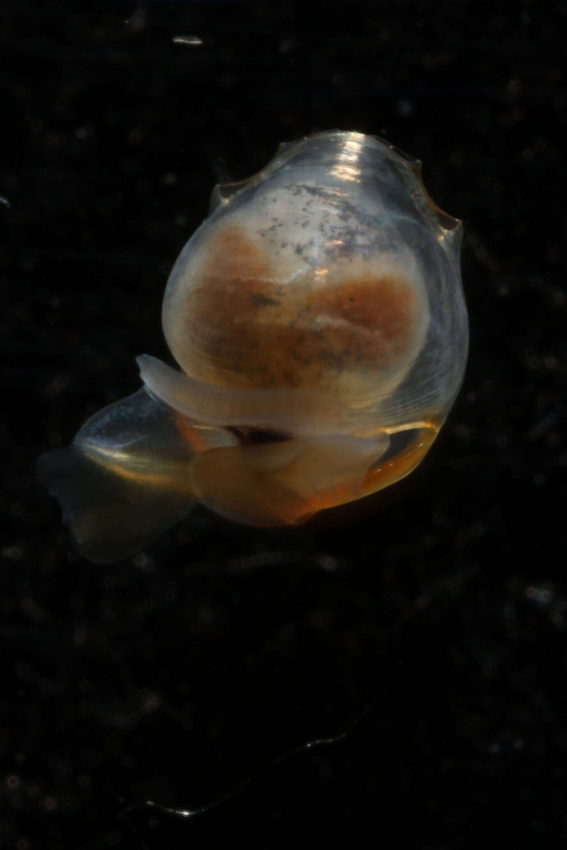 Image of Telodiacria Rampal 2019