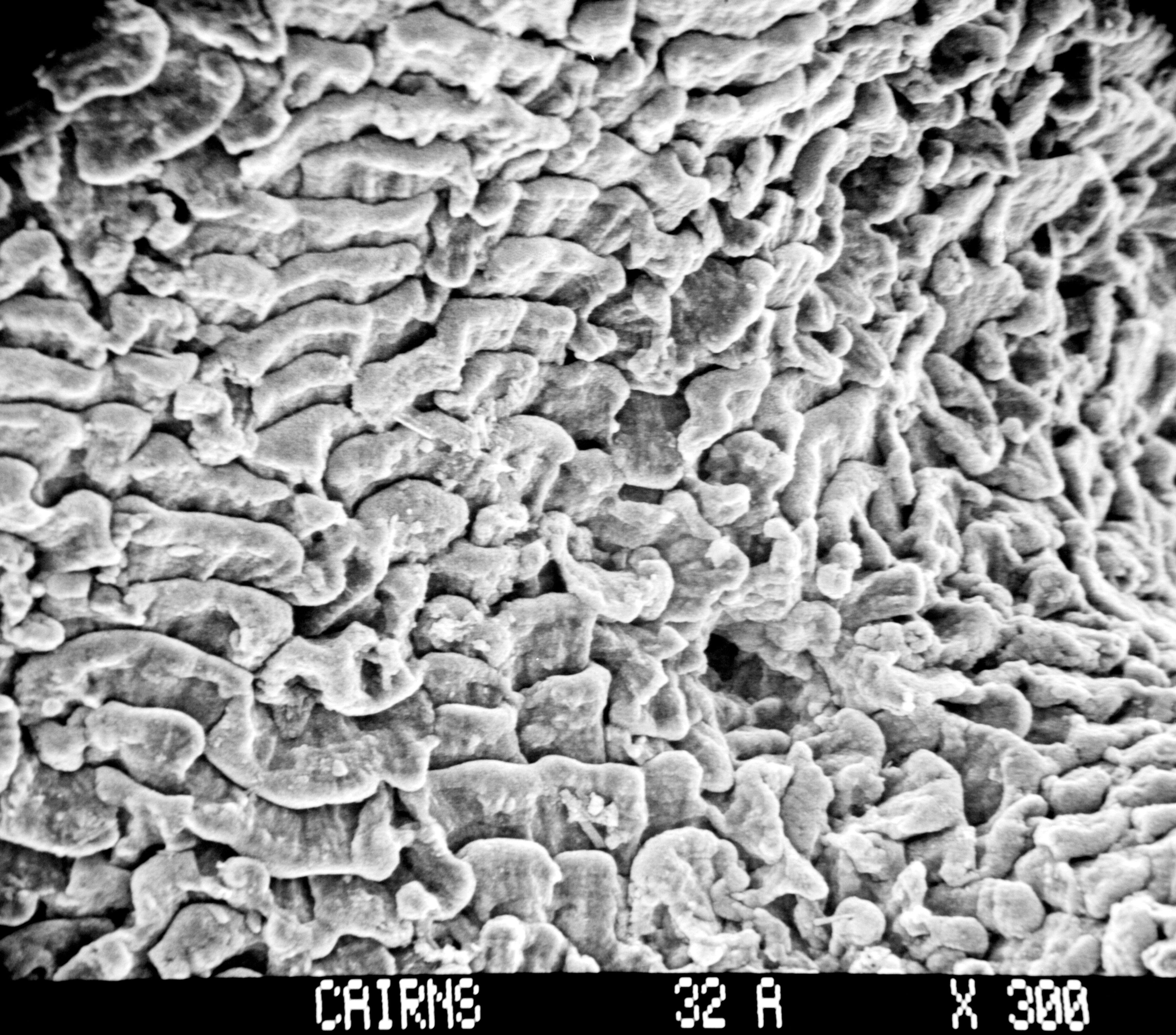 Image of Inferiolabiata lowei (Cairns 1983)