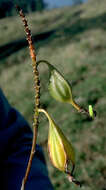 Plancia ëd Epidendrum obrienianum Rolfe