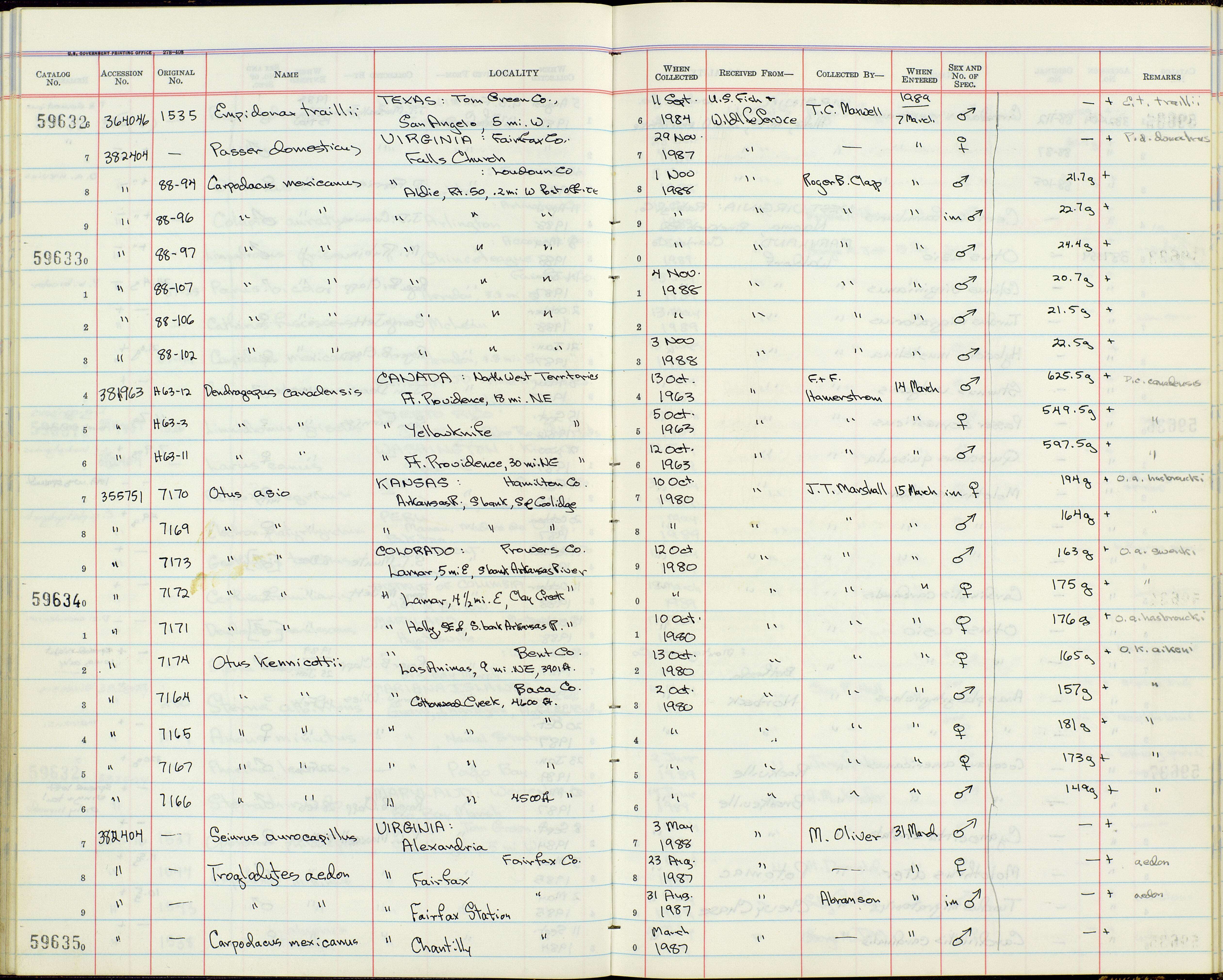 Image of Otus asio hasbroucki Ridgway