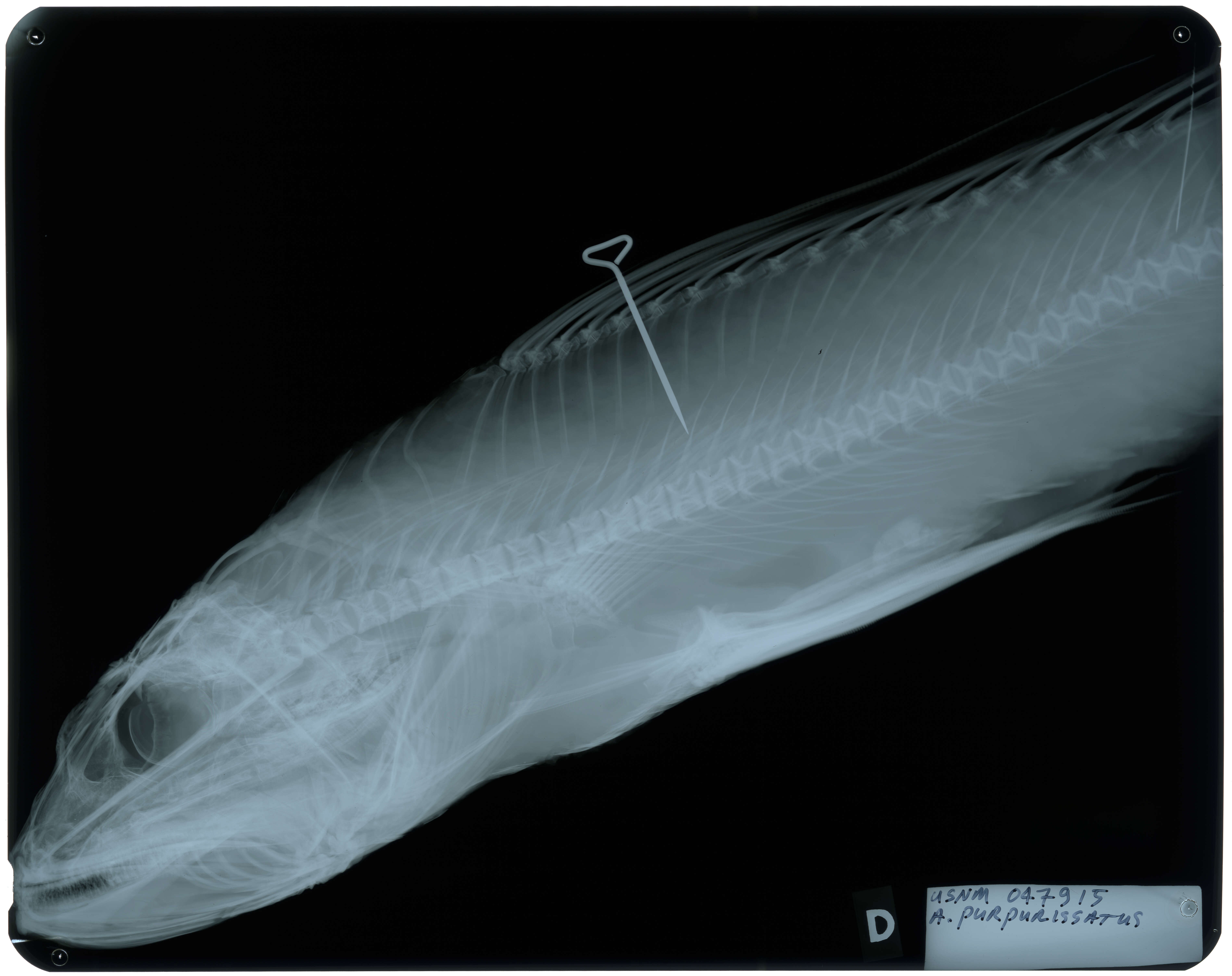 Image of Latropiscis purpurissatus (Richardson 1843)