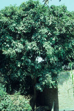 Image of wingleaf soapberry