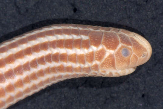 Image of Epictia striatula (Smith & Laufe 1945)