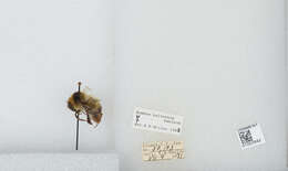 Image de Bombus balteatus Dahlbom 1832