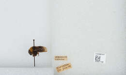 Imagem de Bombus californicus Smith 1854