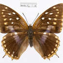 Image of Imperial Blue Charaxes