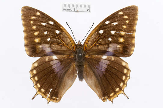 Imagem de Charaxes imperialis Butler 1874