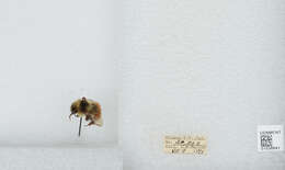 Image de Bombus sylvicola Kirby 1837