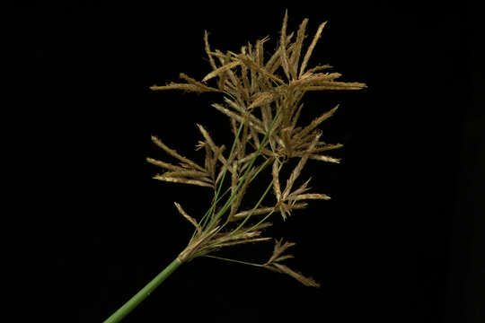 Image of Jointed Flatsedge