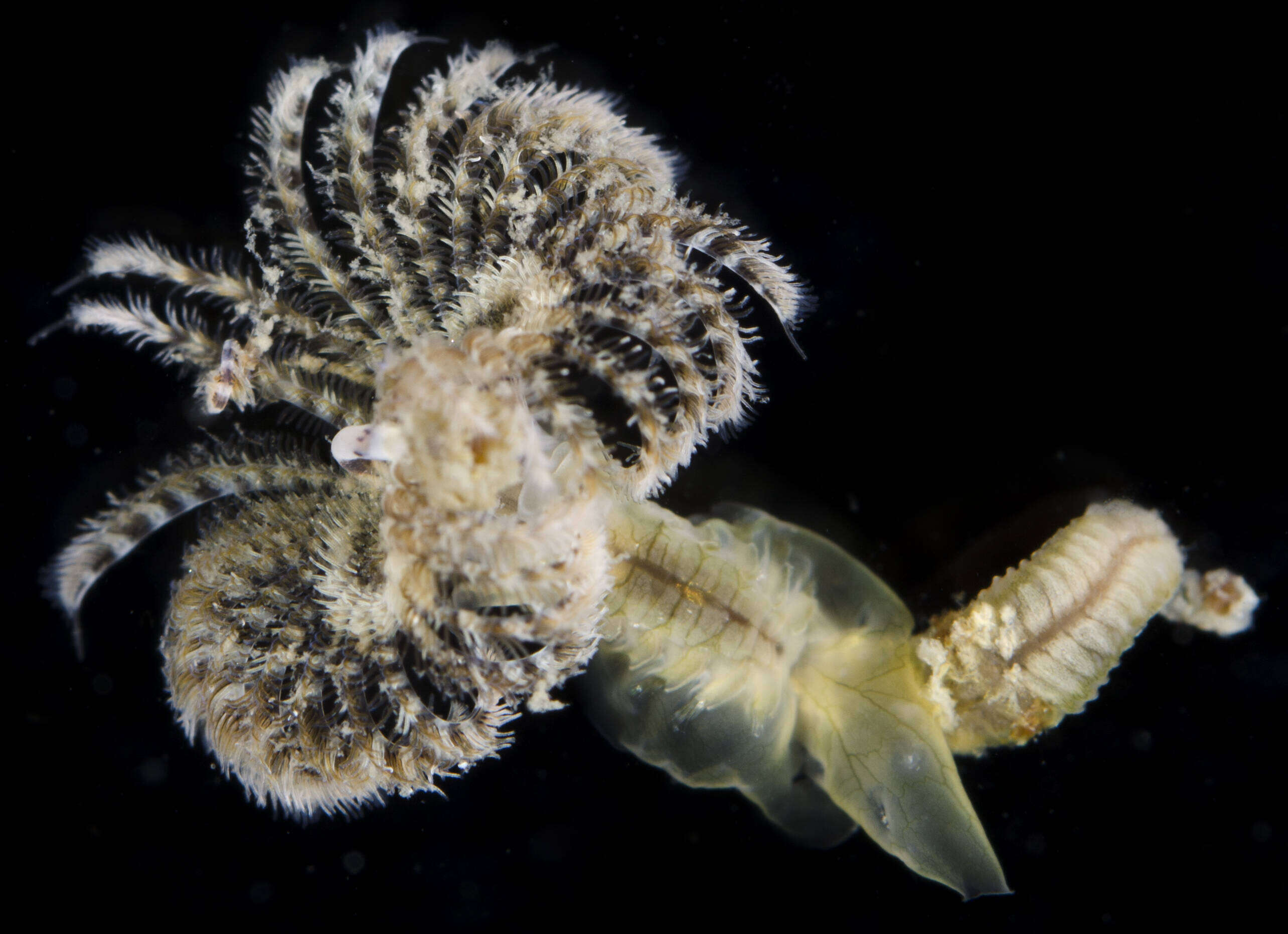 Image of Hard tube worm