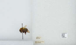 صورة Bombus bimaculatus Cresson 1864