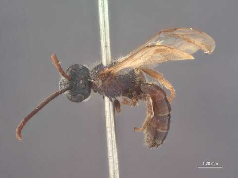 Image of Halictus