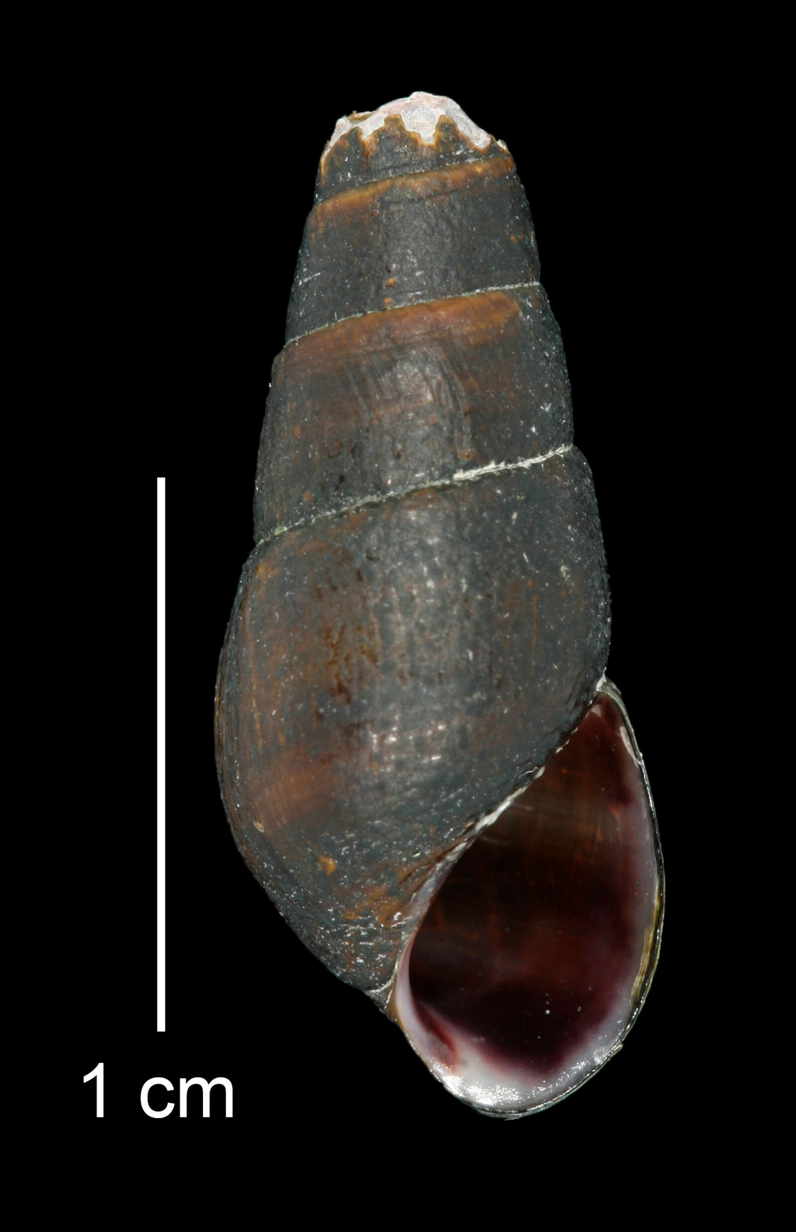 Image of Juga plicifera (I. Lea 1838)