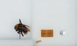 Imagem de Bombus californicus Smith 1854