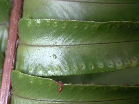 Image of Boston swordfern