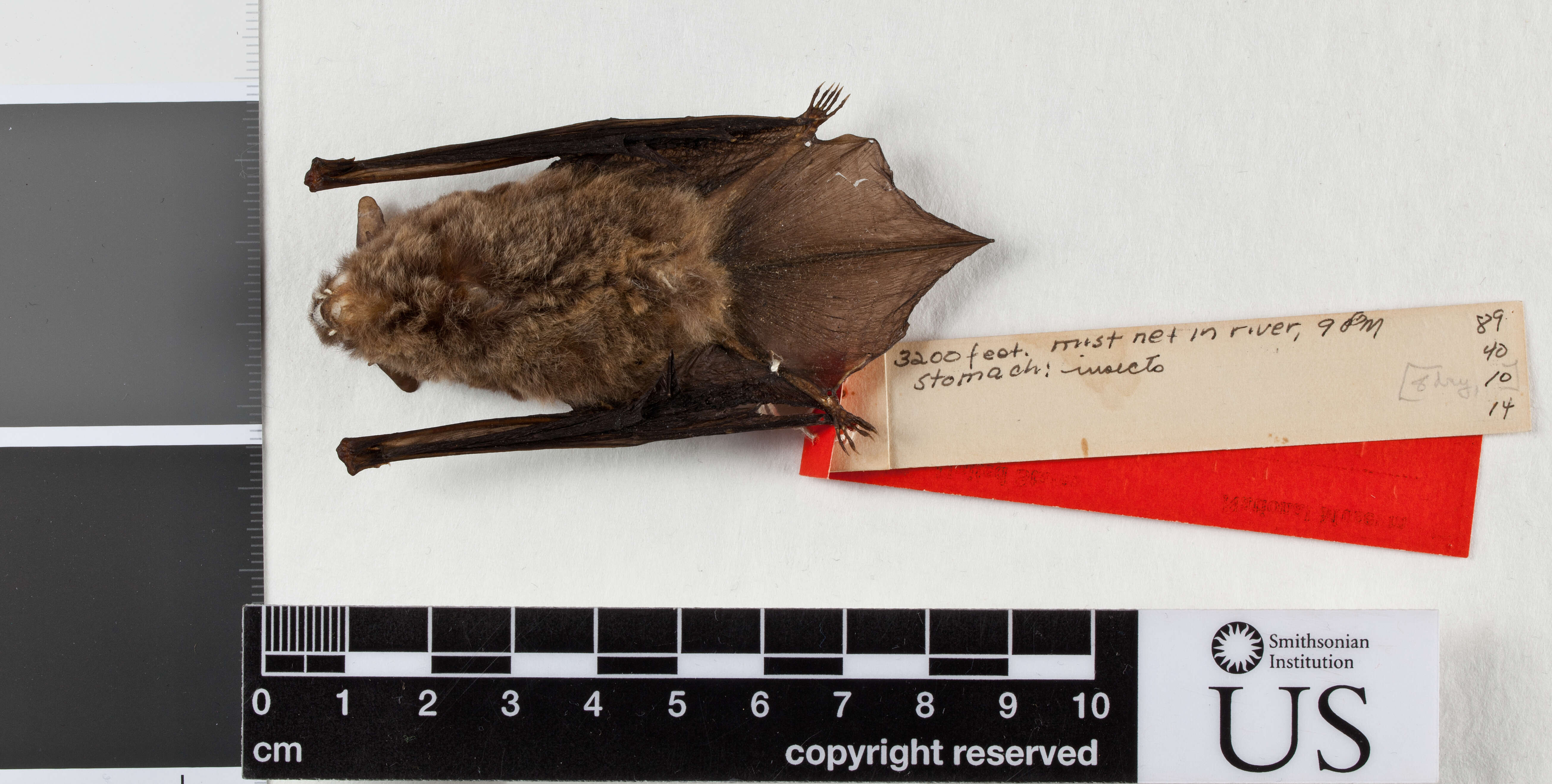 Image of riparian myotis