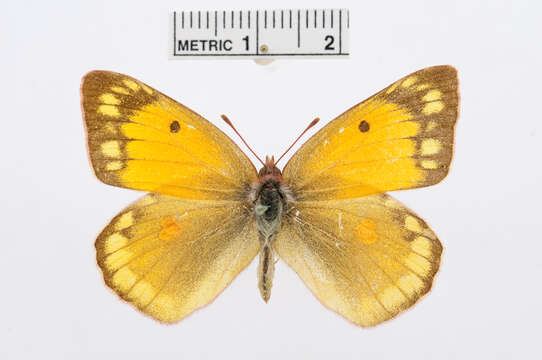 Image of Colias chrysotheme (Esper 1777)