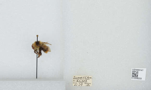 Image of Frigid Bumble Bee