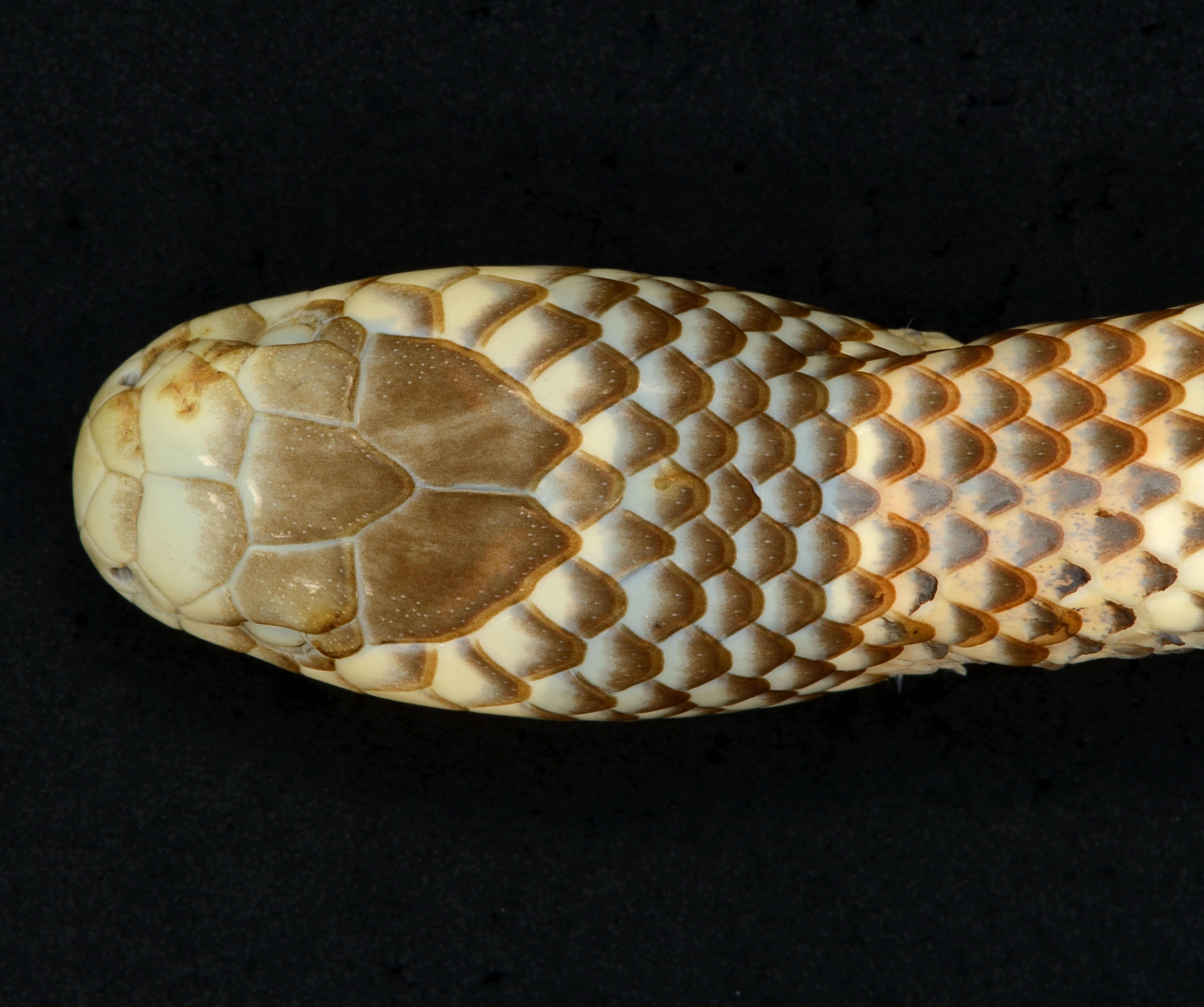 Image of Peters' Coral Snake