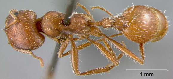 Image of California Harvester Ant