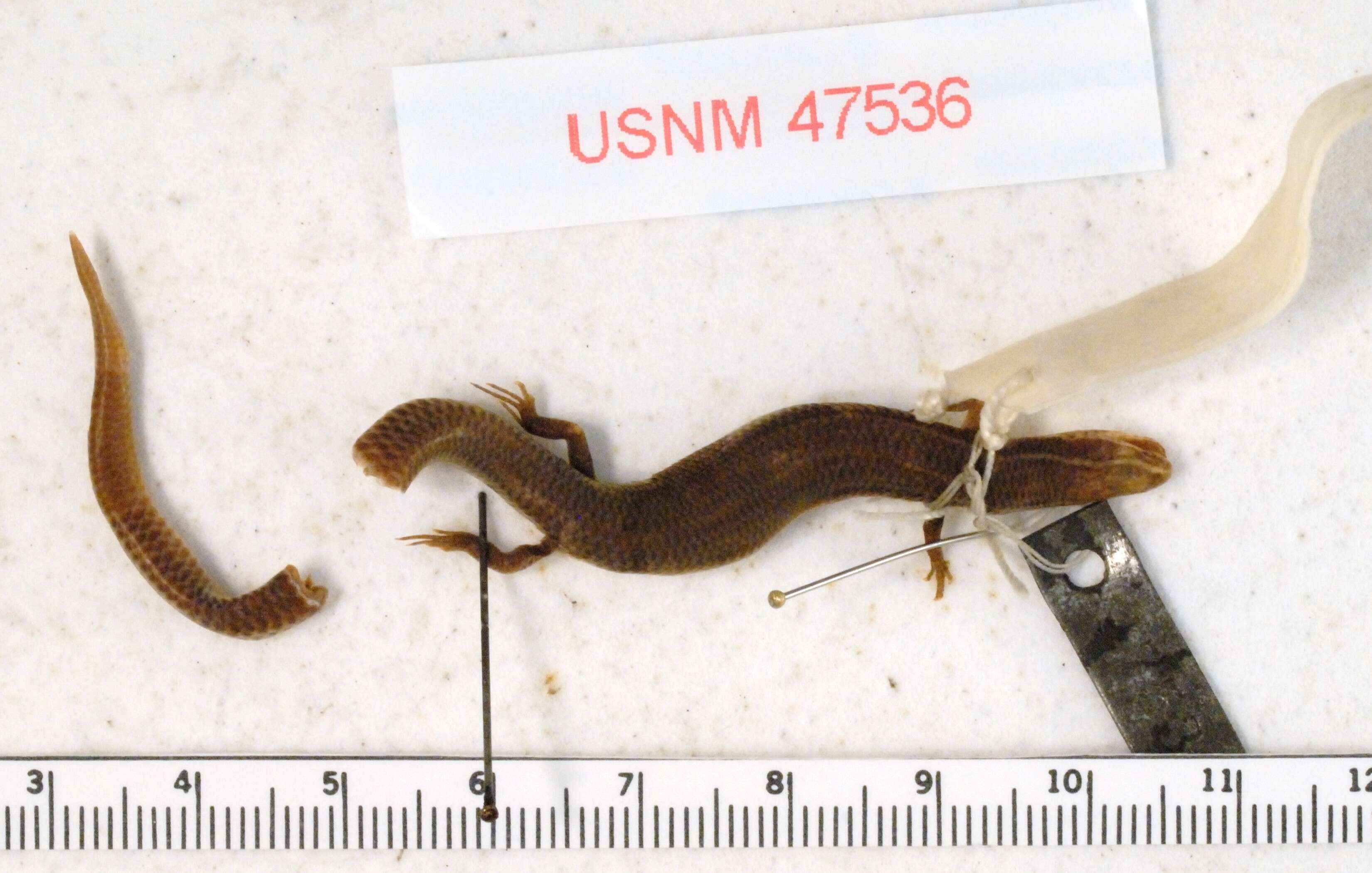 Plestiodon parviauriculatus (Taylor 1933) resmi