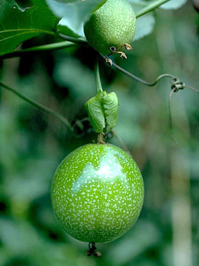 Image of Passion fruit