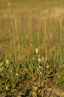 Image of Kentucky bluegrass