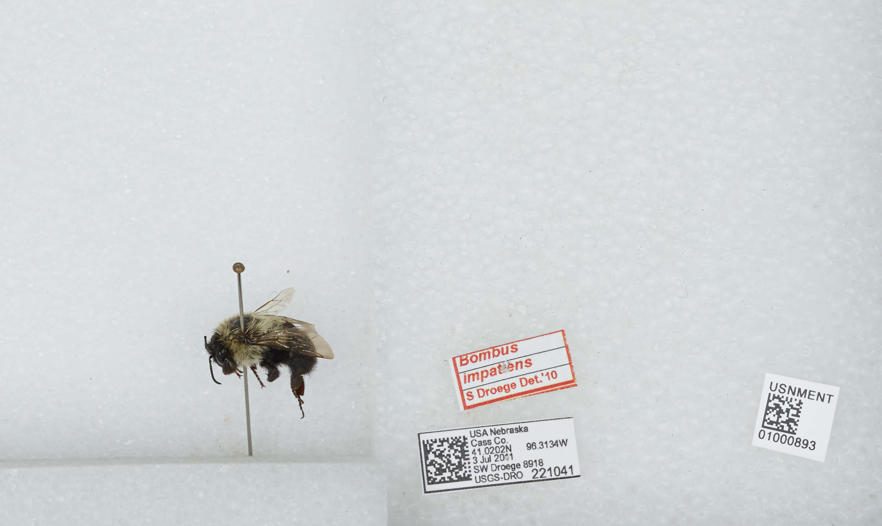 Image of Common Eastern Bumblebee